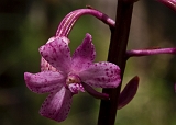Dipodium roseum Rosy Hyacinth-orchid2
